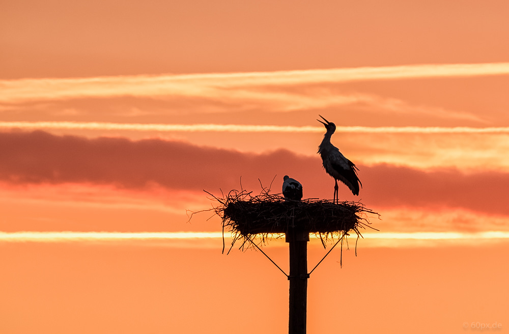 Storchennest im Abendlicht