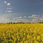 Storchennest im Rapsfeld