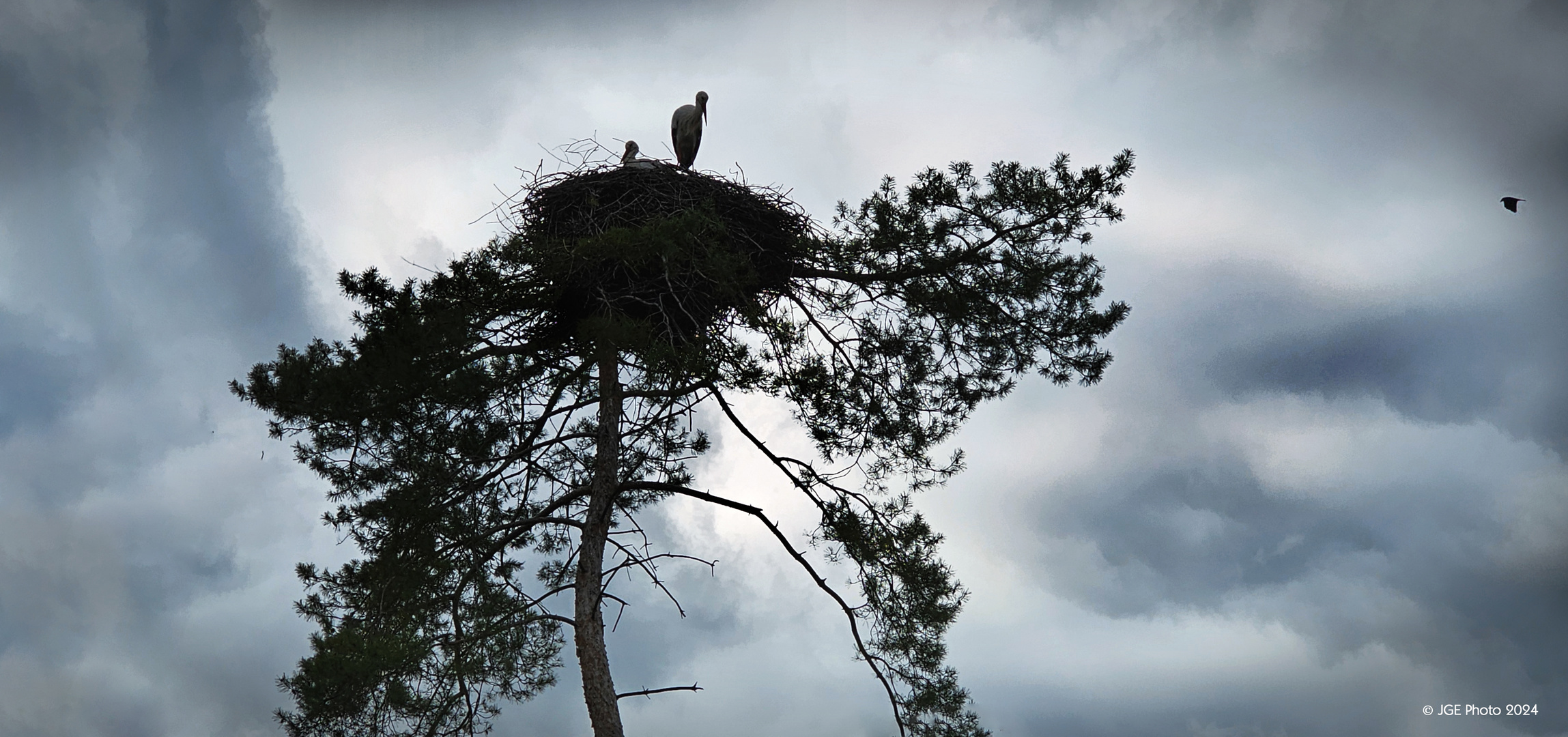 Storchennest im Vogelpark Bobenheim-Roxheim