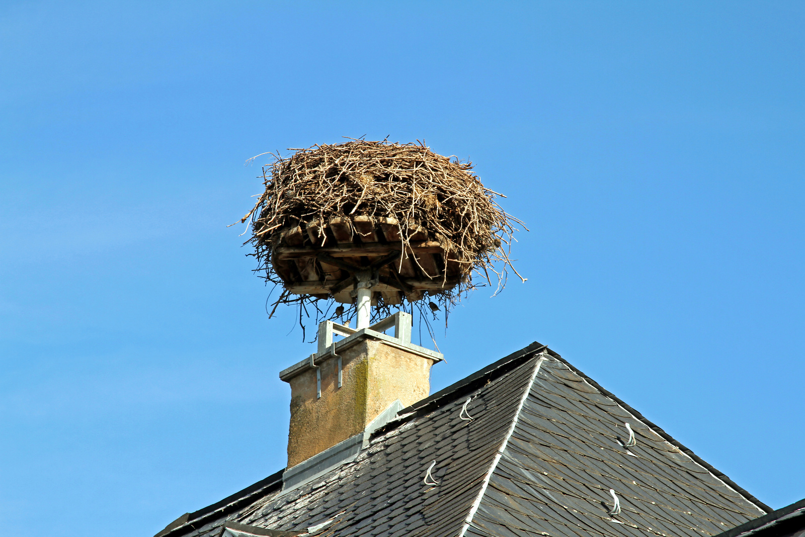 Storchennest im Zoo Heidelberg