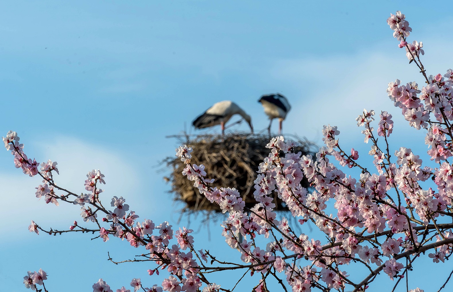 Storchennest in den Blüten