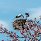 Storchennest in den Blüten