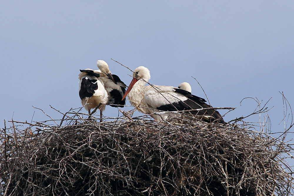 Storchennest in Eggebek Pt.1