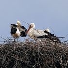 Storchennest in Eggebek Pt.1