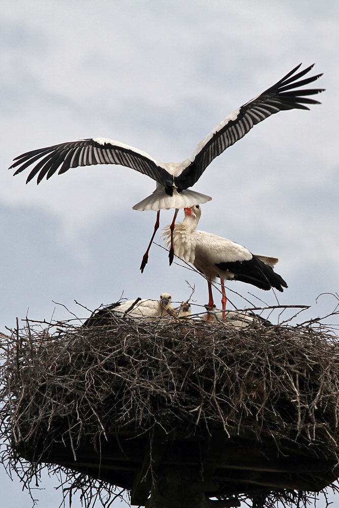 Storchennest in Eggebek Pt.2