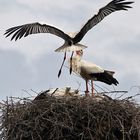 Storchennest in Eggebek Pt.2