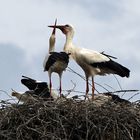 Storchennest in Eggebek Pt.3