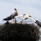 Storchennest in Eggebek Pt.4