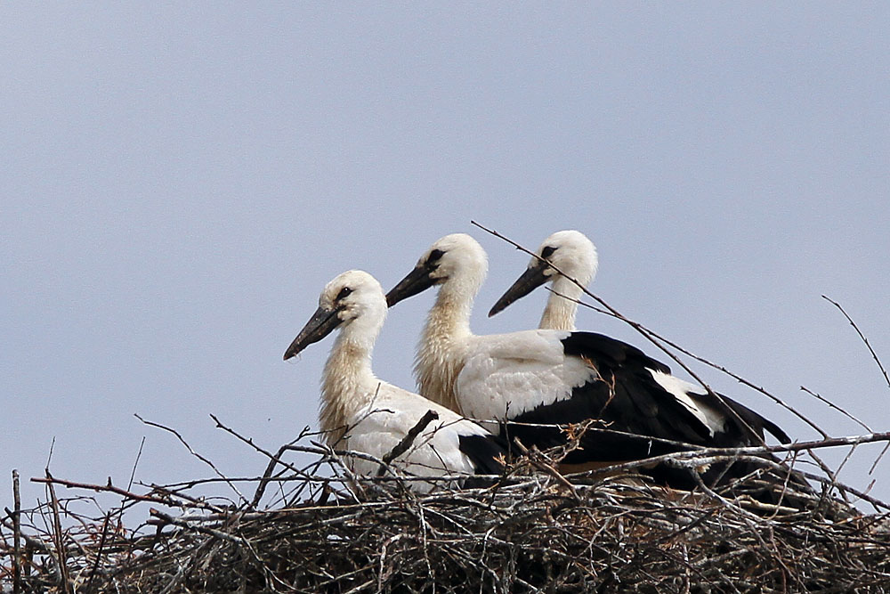 Storchennest in Eggebek Pt.5