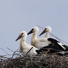 Storchennest in Eggebek Pt.5