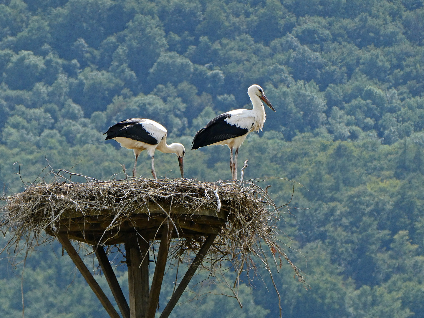 Storchennest in Elbrinxen