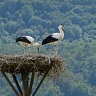 Storchennest in Elbrinxen