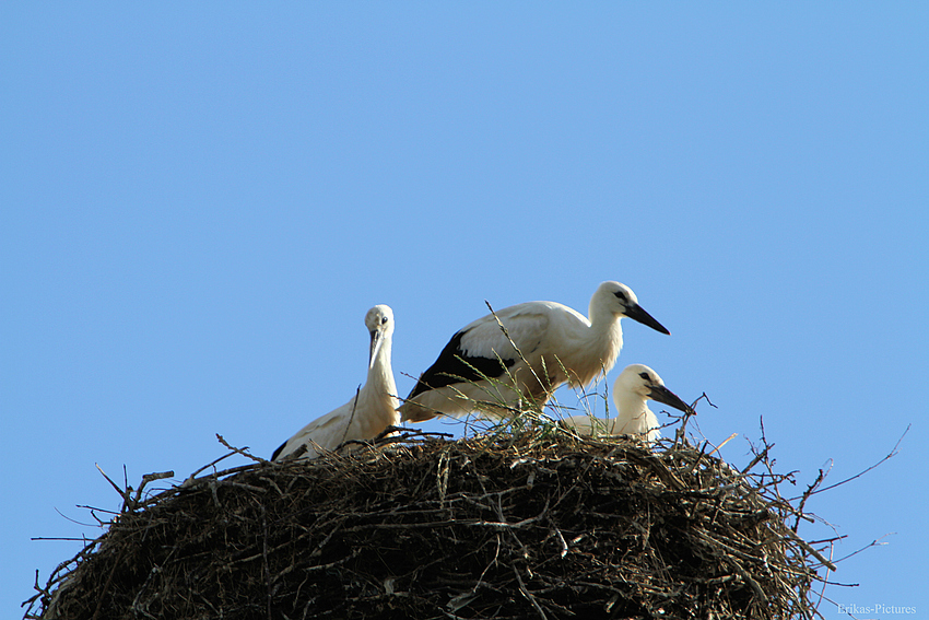 Storchennest in Hochdonn