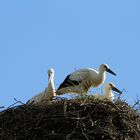 Storchennest in Hochdonn