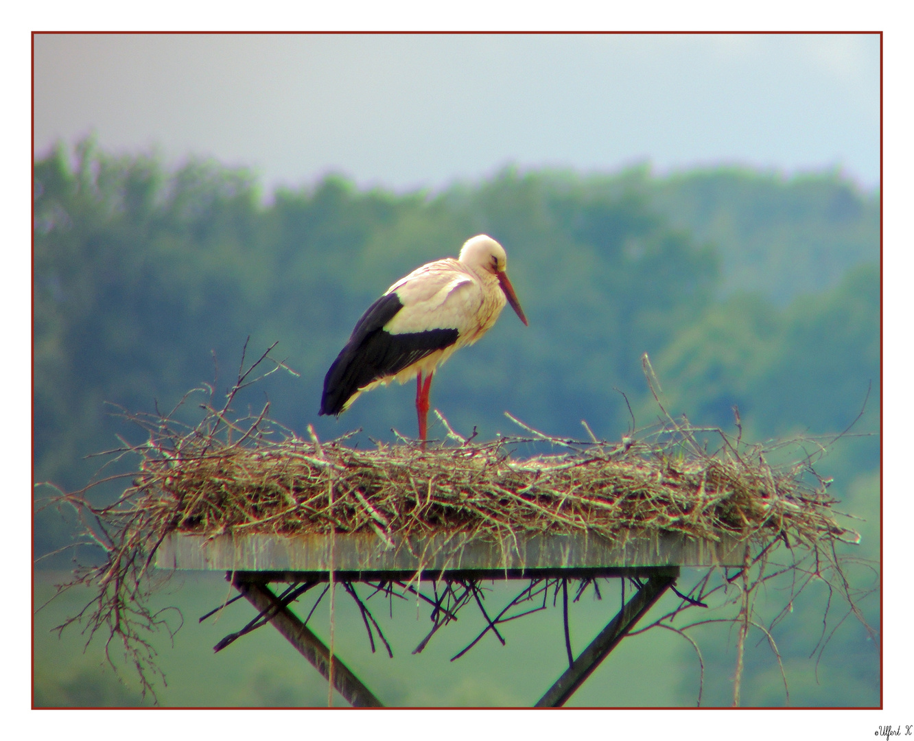 Storchennest in Hollenstedt 2015 .