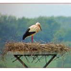 Storchennest in Hollenstedt 2015 .