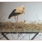 Storchennest in Hollenstedt mit Junges.