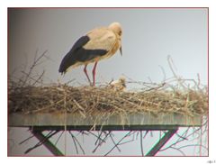 Storchennest in Hollenstedt mit Junges.