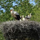 Storchennest in Hüde