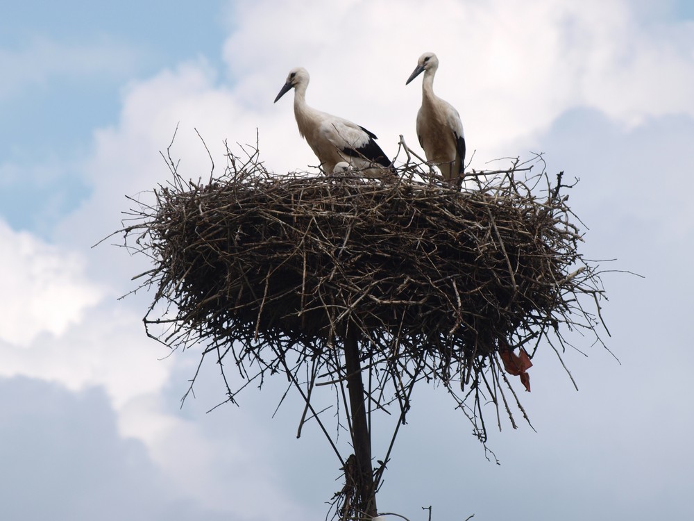 Storchennest voller Farbenfreude: Entdecke die Welt der kostenlosen Ausmalbilder!