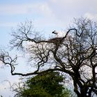 Storchennest in luftiger Höhe