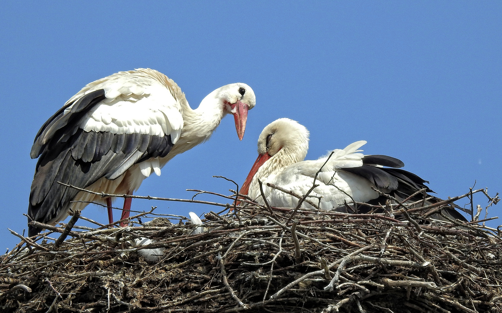 Storchennest in Munster