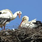 Storchennest in Munster