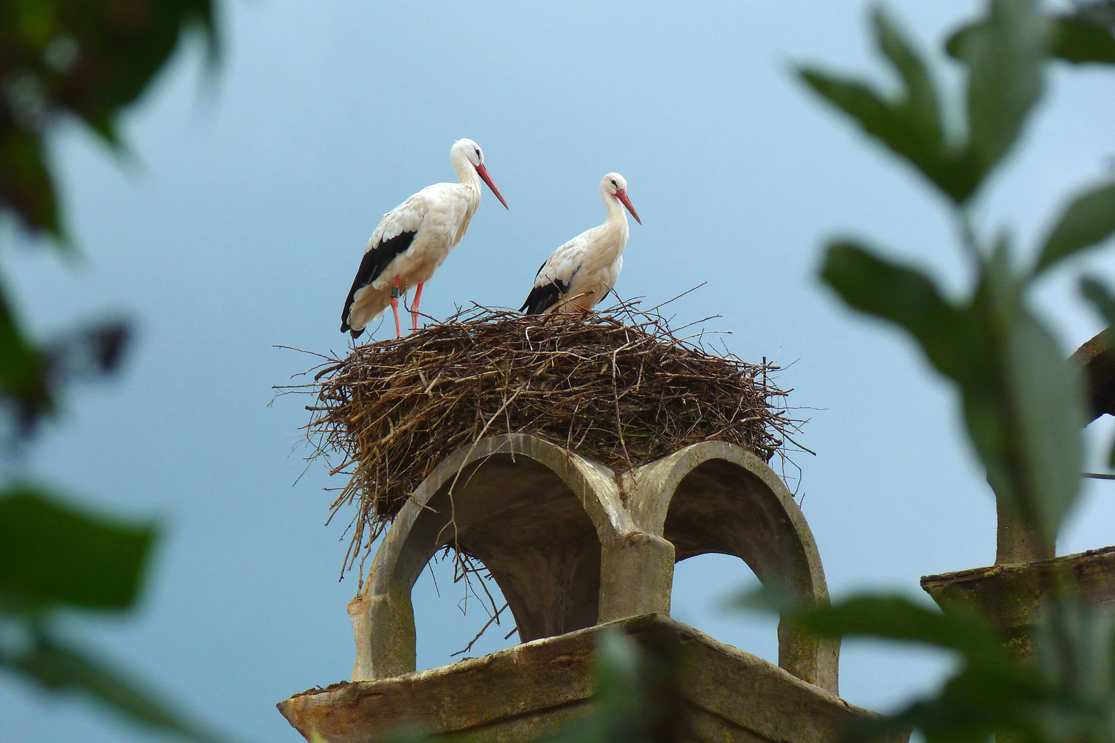 Storchennest in Ornbau (Altmühltal) Foto & Bild tiere