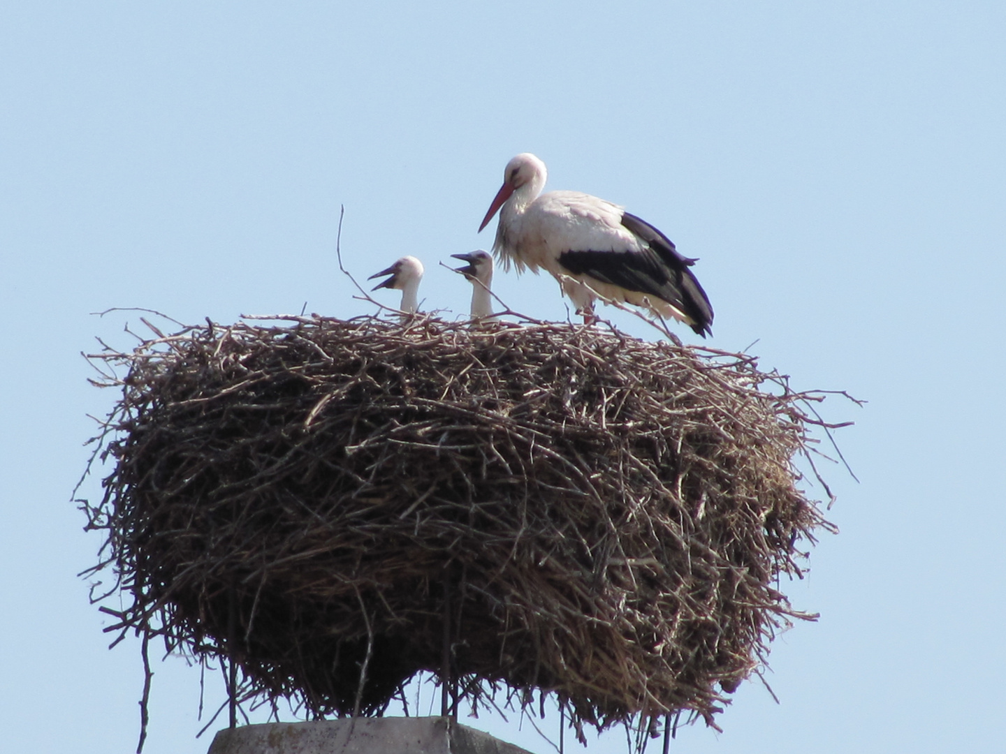 Storchennest in Rust