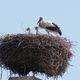 Storchennest in Rust