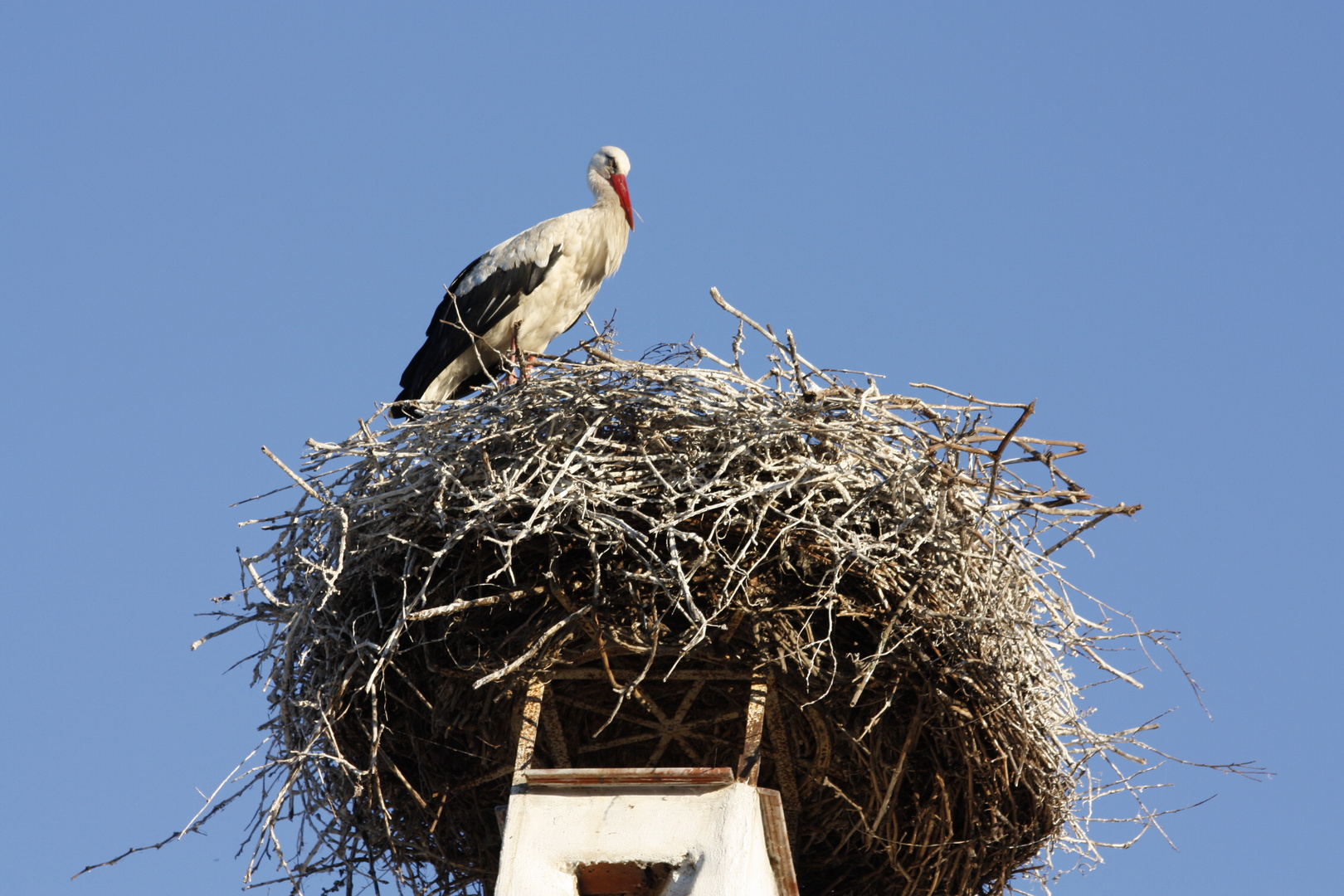 Storchennest in Rust im Burgenland