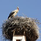 Storchennest in Rust im Burgenland