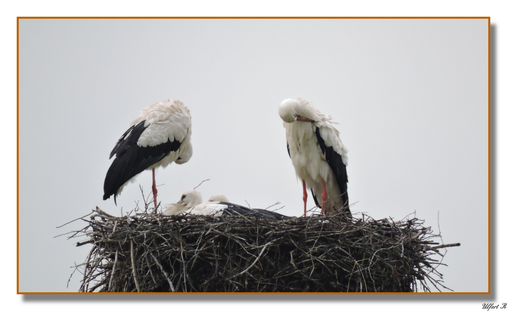 Storchennest in Salzderhelden -1-