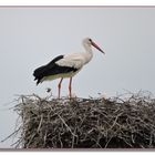 Storchennest in Salzderhelden.