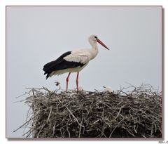 Storchennest in Salzderhelden.