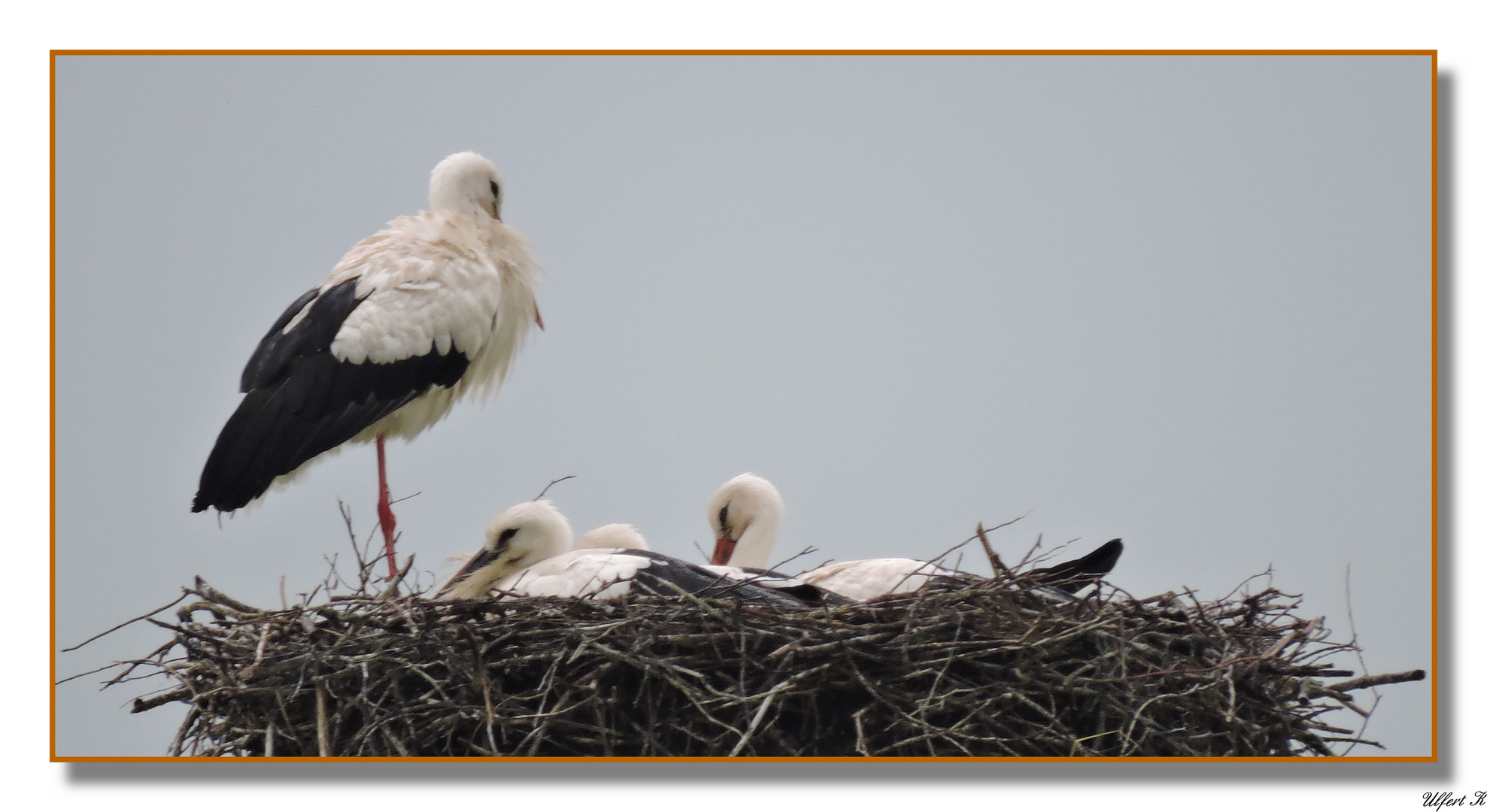 Storchennest in Salzderhelden.