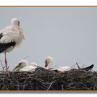 Storchennest in Salzderhelden.