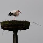 Storchennest in Wyk