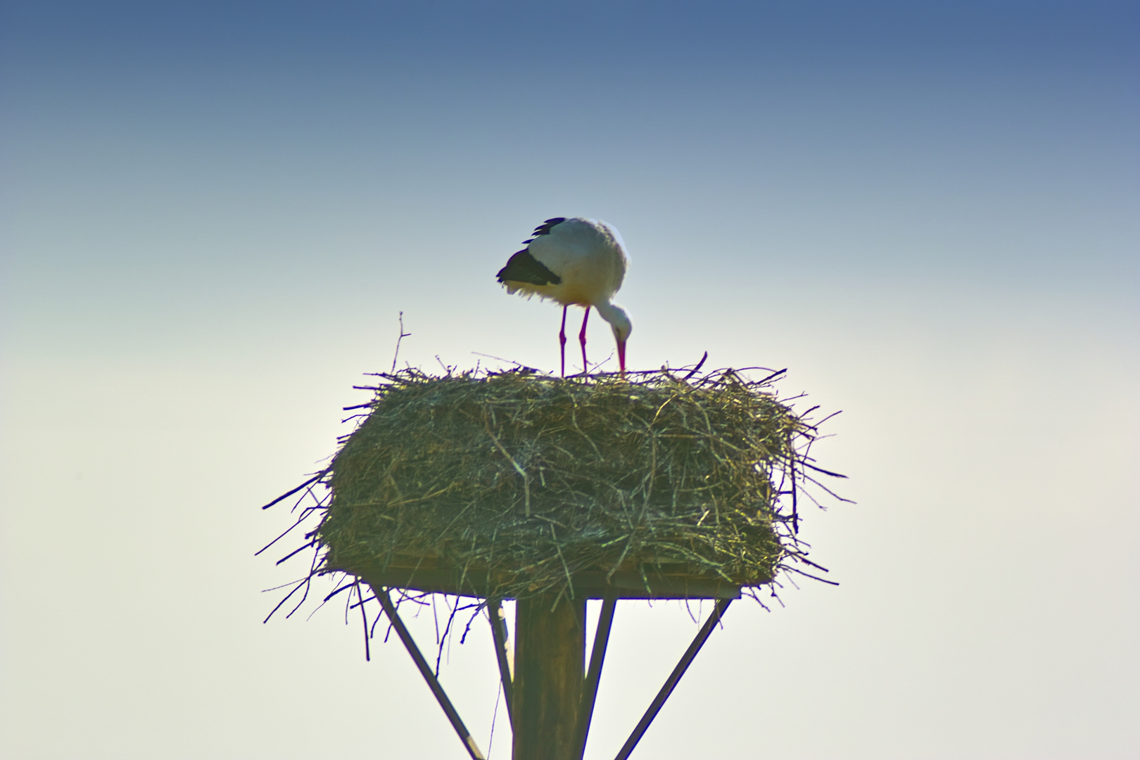 Storchennest mit Bewohner im Rückhaltebecken in Salzderhelden.