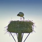 Storchennest mit Bewohner im Rückhaltebecken in Salzderhelden.