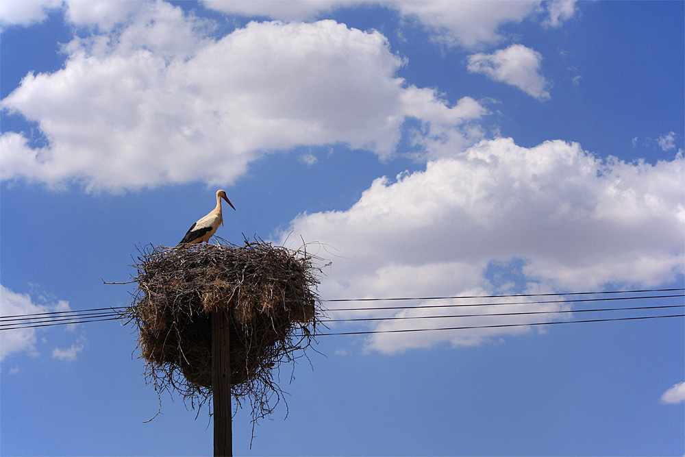 Storchennest mit eigenem Telefonanschluss