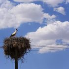 Storchennest mit eigenem Telefonanschluss