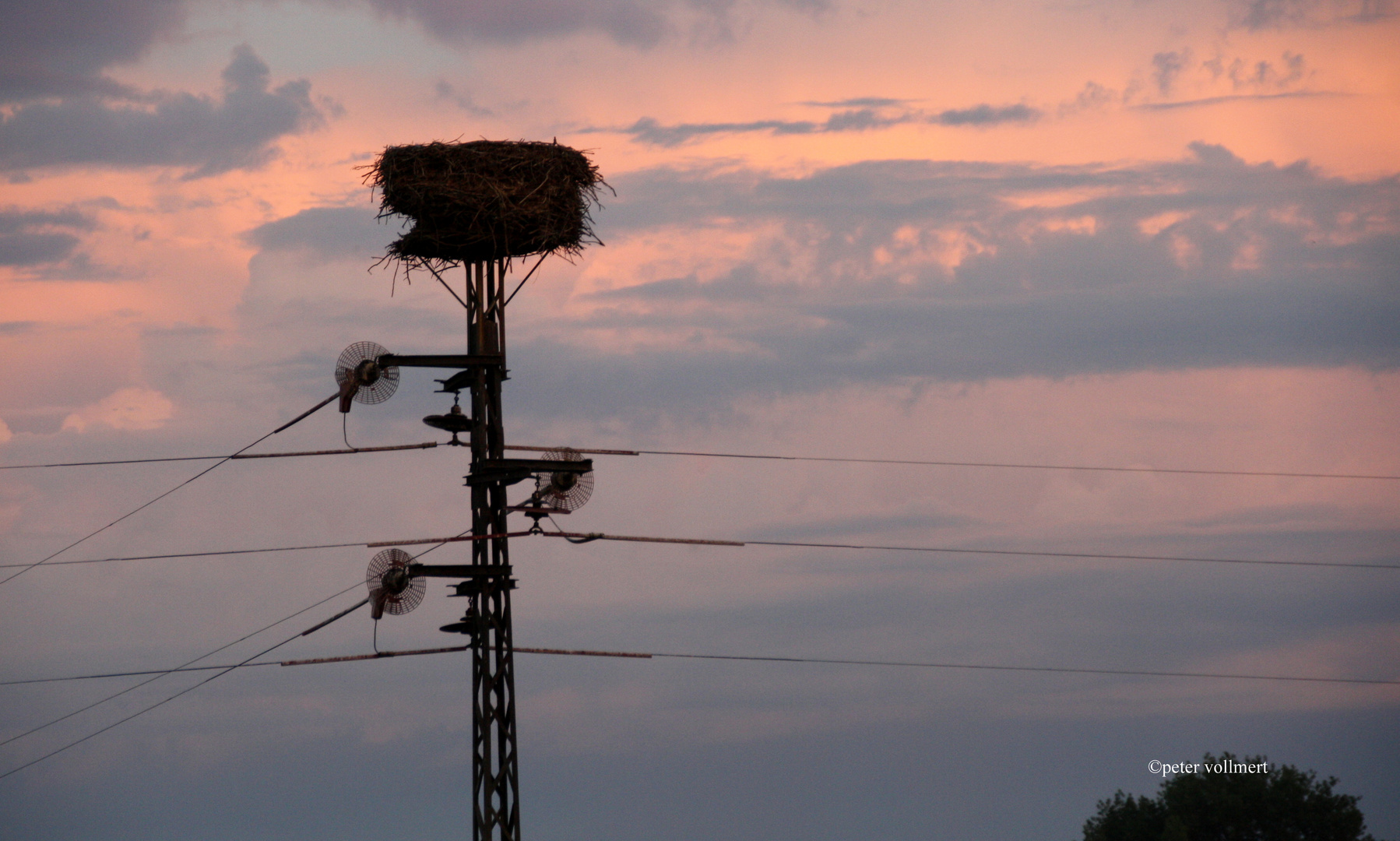 Storchennest mit Internetanschluss