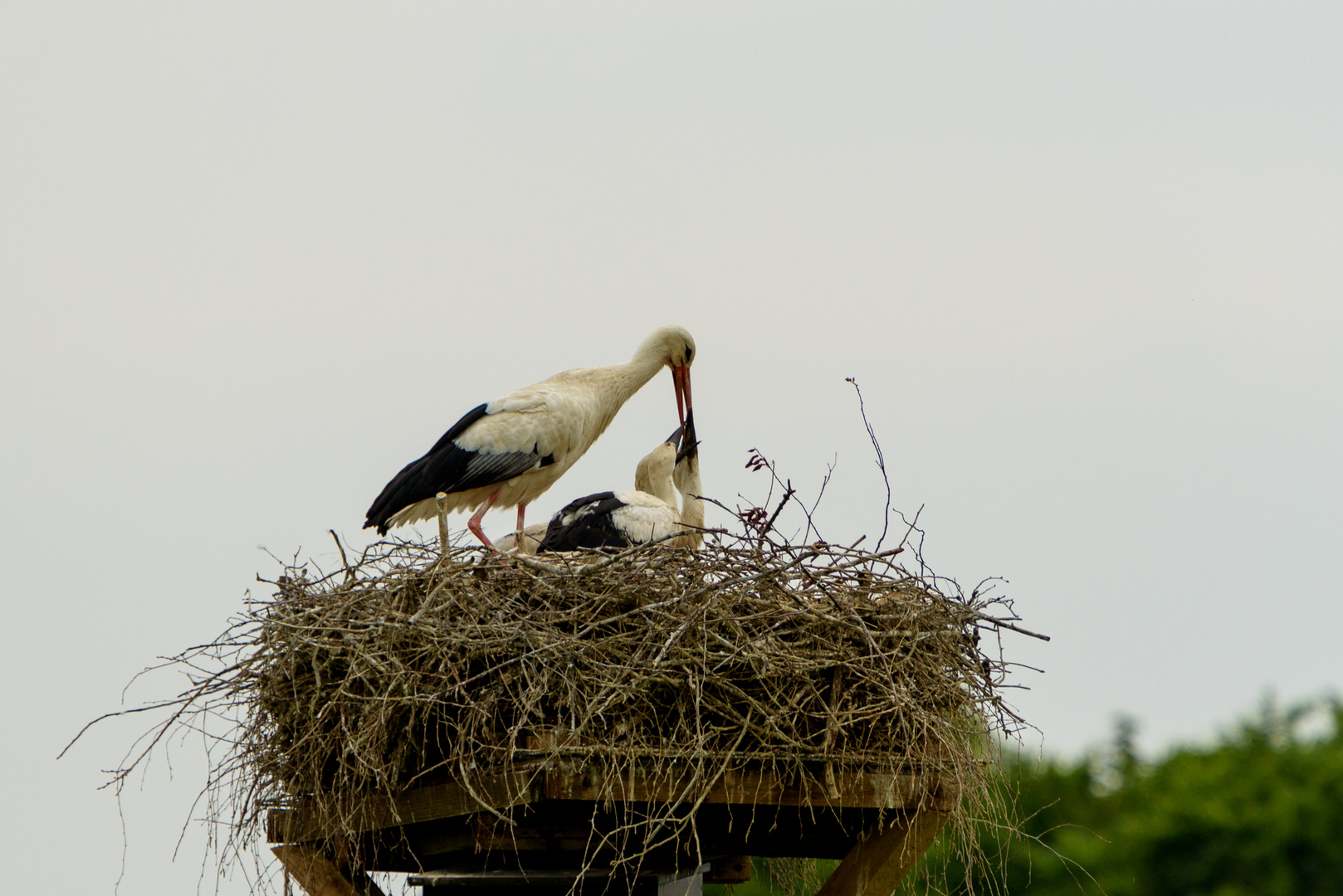 Storchennest mit Jungen