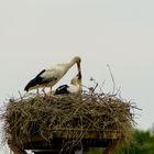 Storchennest mit Jungen