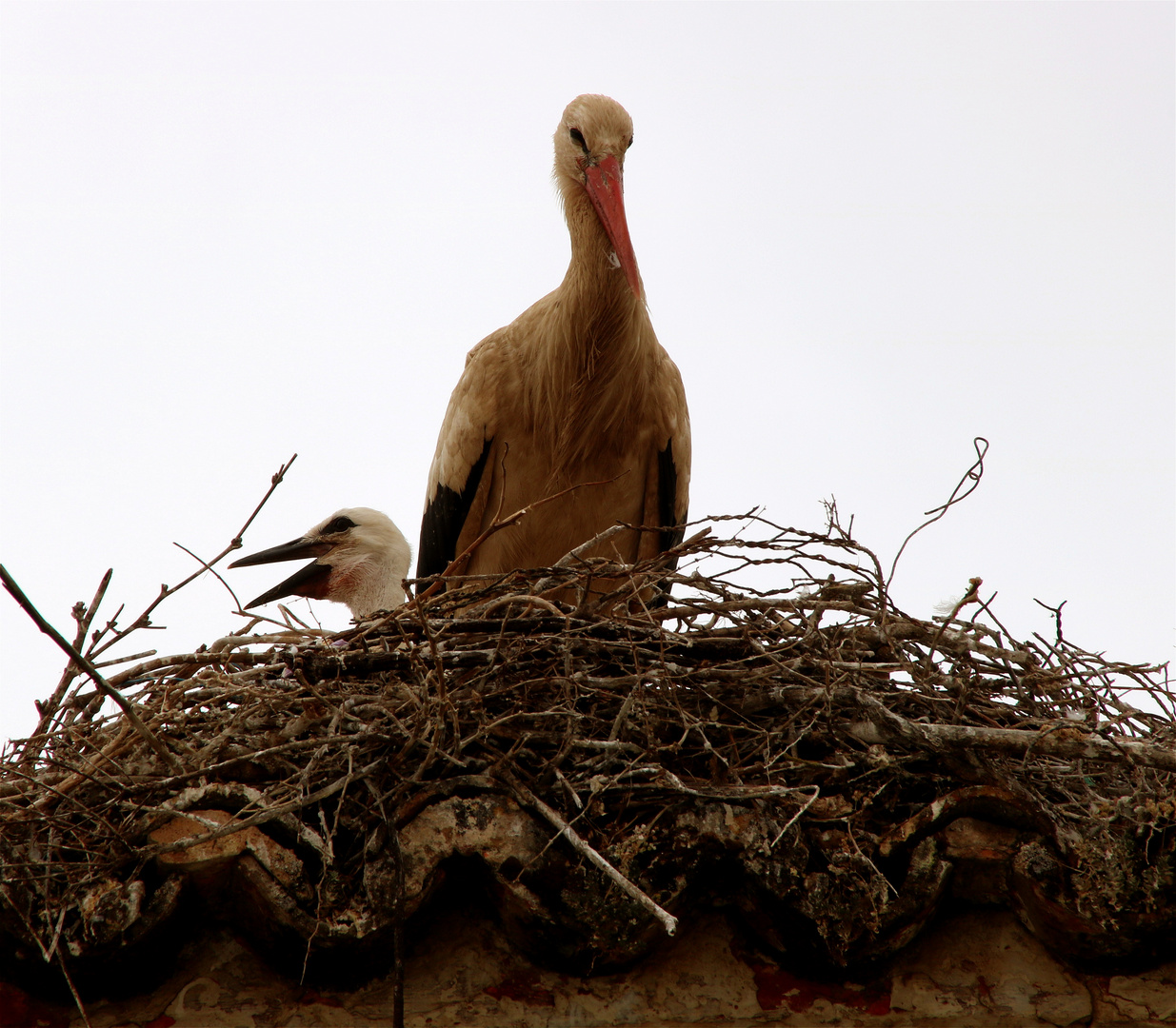 Storchennest mit Nachwuchs