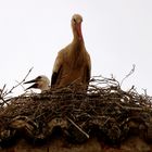 Storchennest mit Nachwuchs