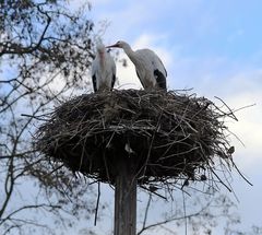 Storchennest mit Untermieter