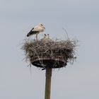 Storchennest mit Untermietern