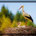 Storchennest mit zwei Störche!